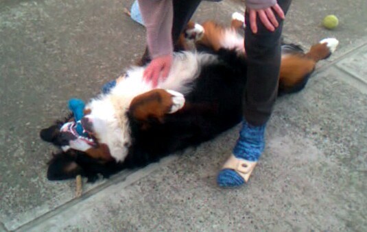 Ljubimac Bernie: Češkaj me češkaj!