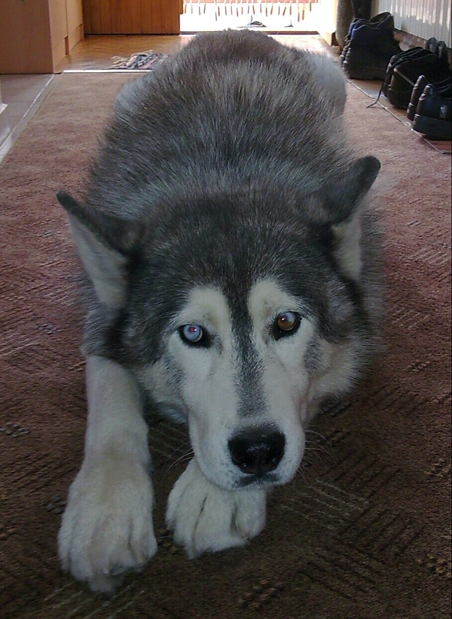 Haski ima jedno i po plavo oko