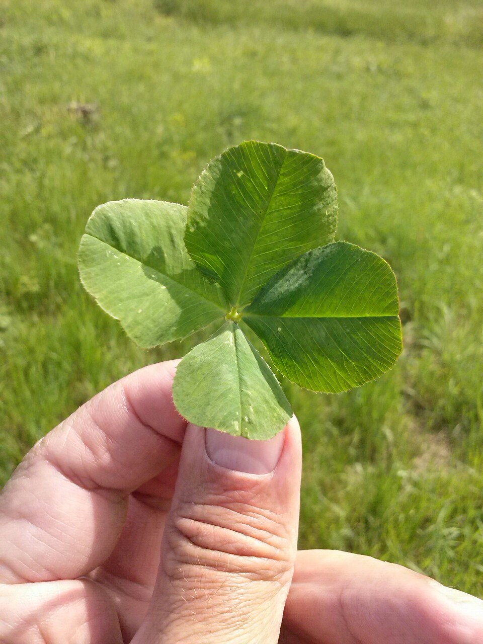 Djetelina srećonoša