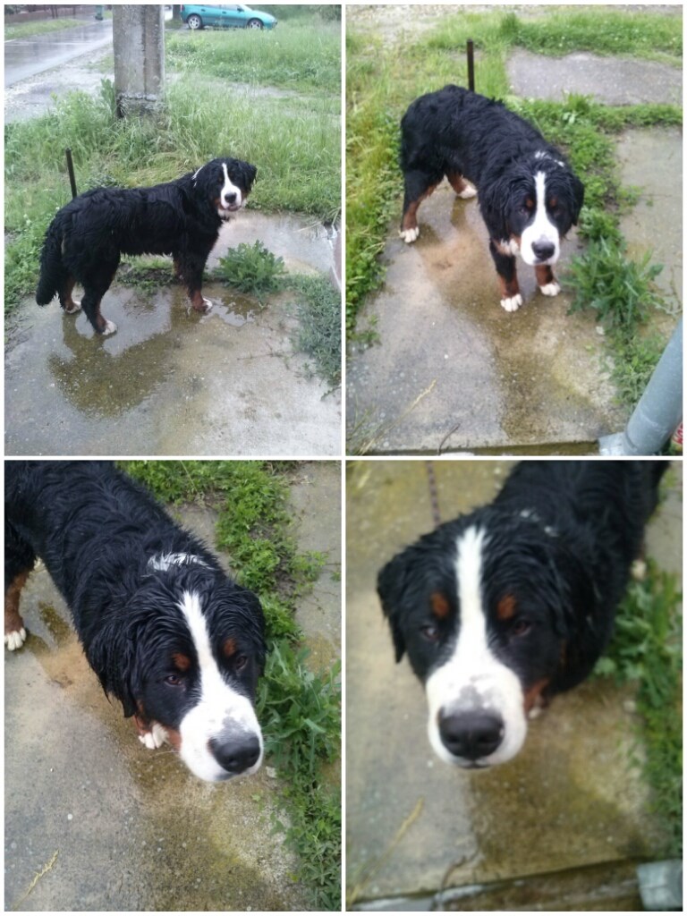 Ljubimac Bernie: Sebi si mogao kupiti kabanicu a meni?