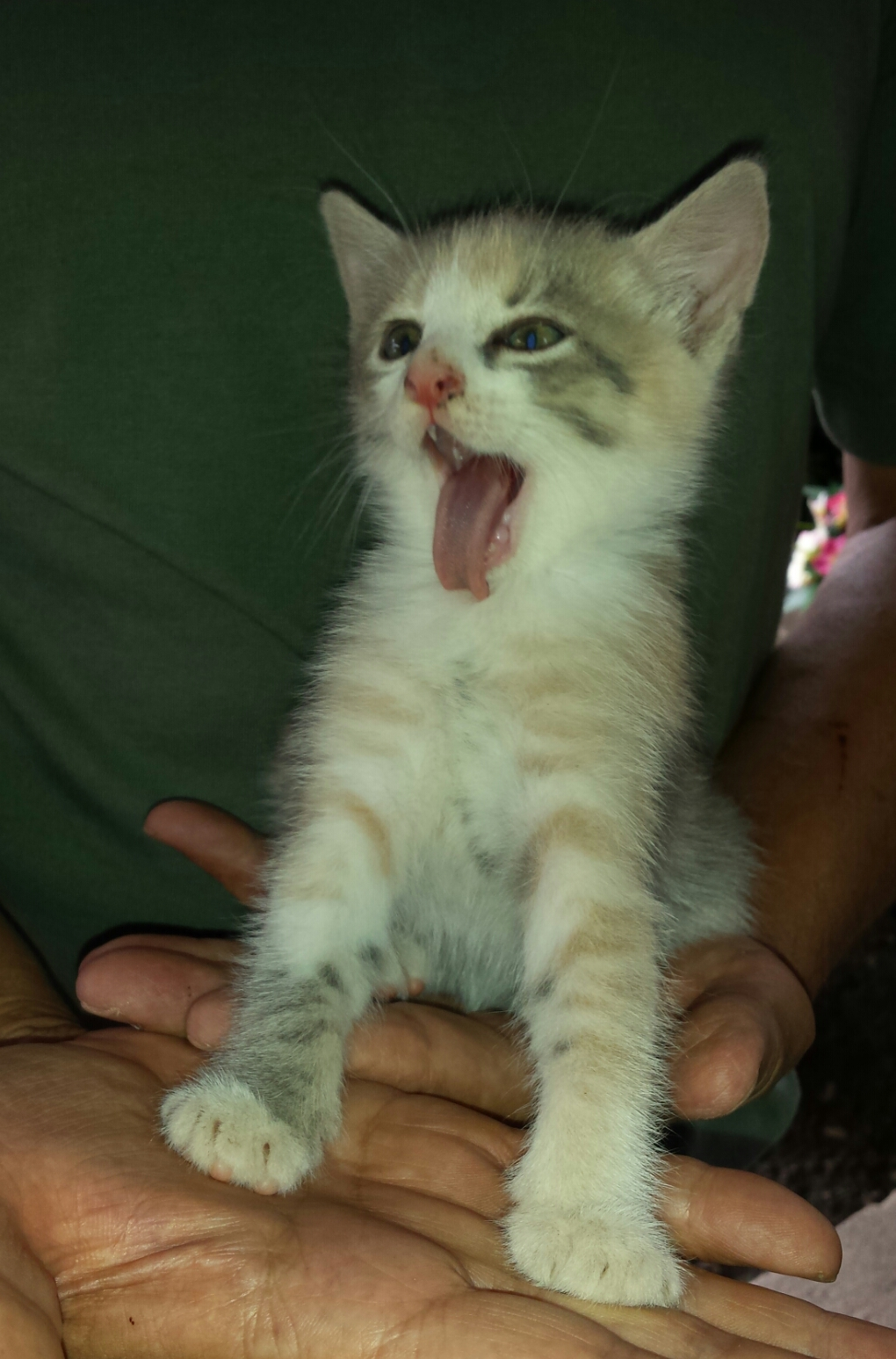 I ja ću rikat kao lav 