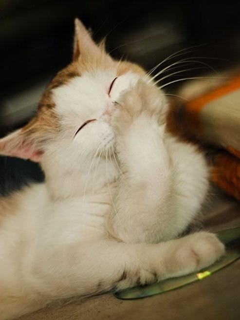 Što ste duhoviti gosn mačak..