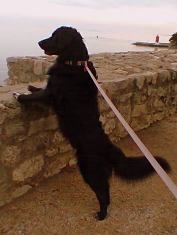 Zen uživa u pogledu