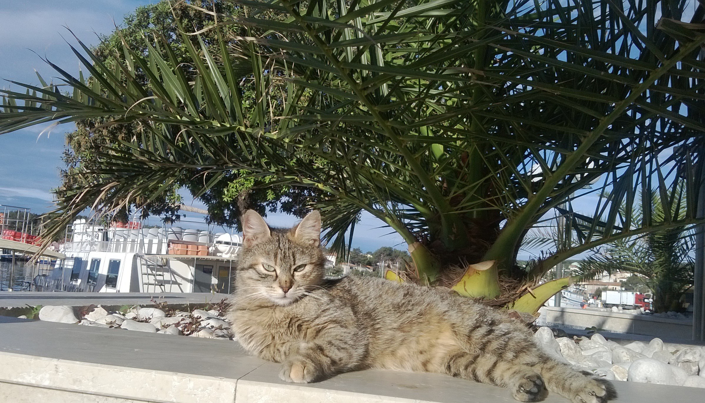 Vikica uživa u popodnevnom odmoru