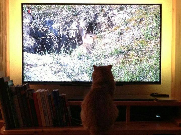 Aaa, vidi, to je moj prijatelj zeko!