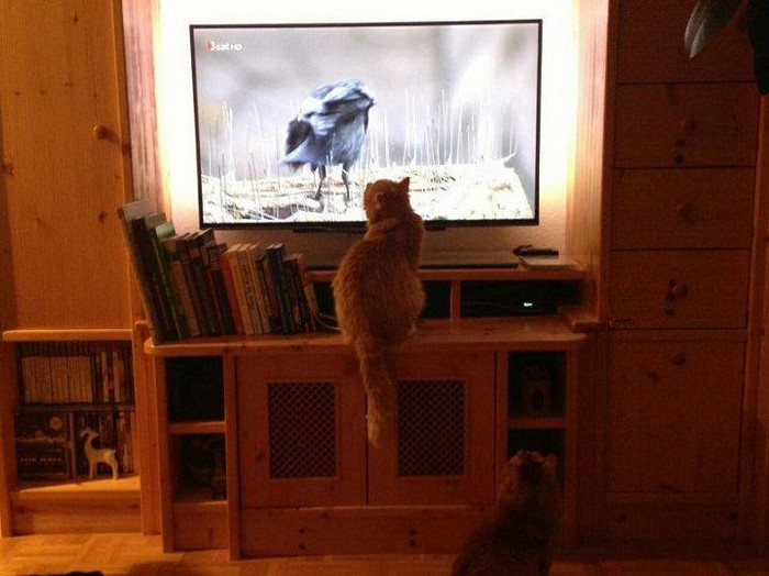 Otkrio sam TV!