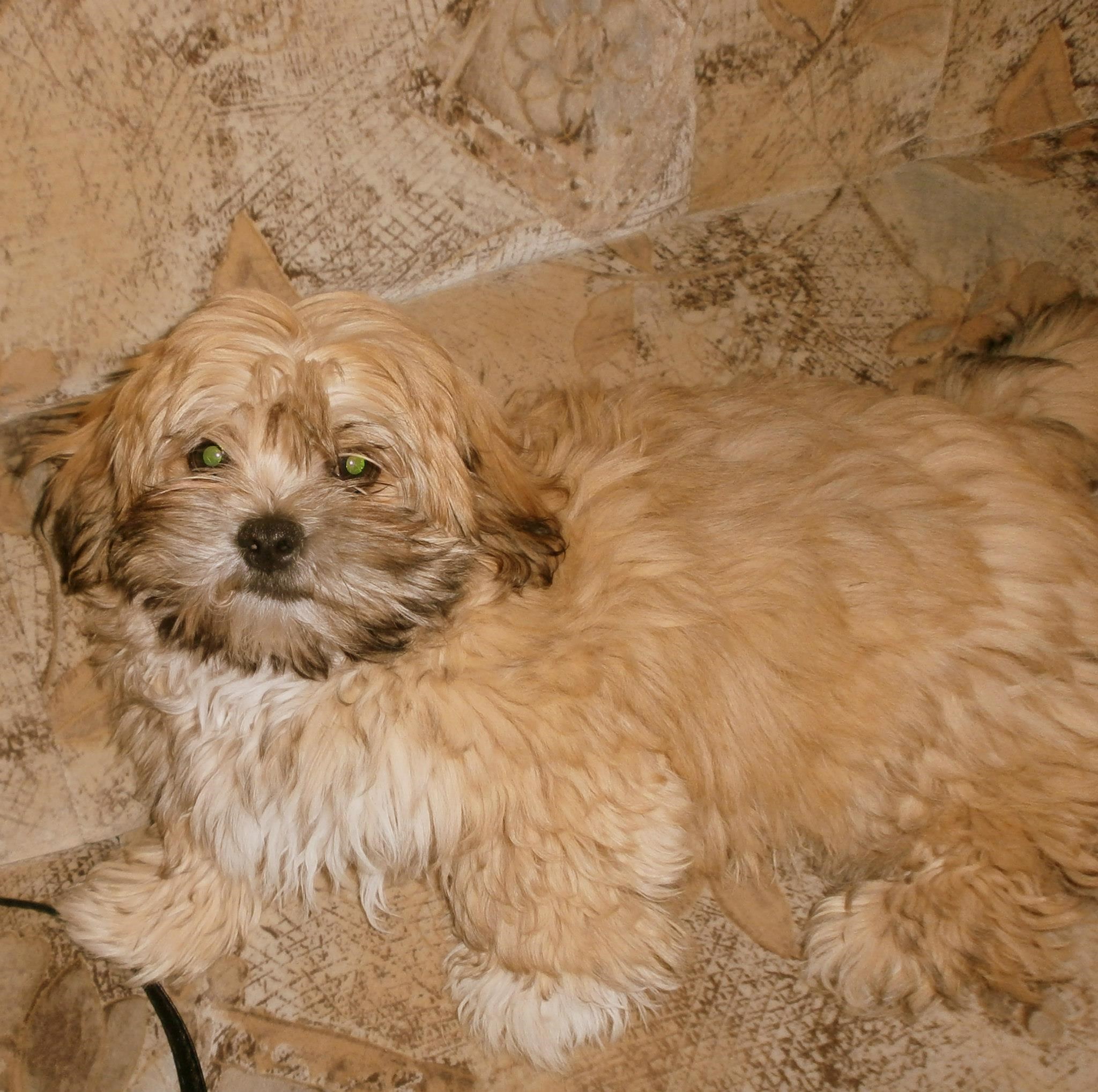 Mrvica se igra skrivača