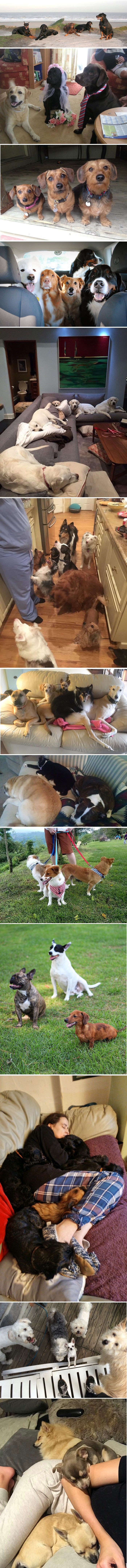 Ovako izgleda život ljudi koji imaju više od dva psa