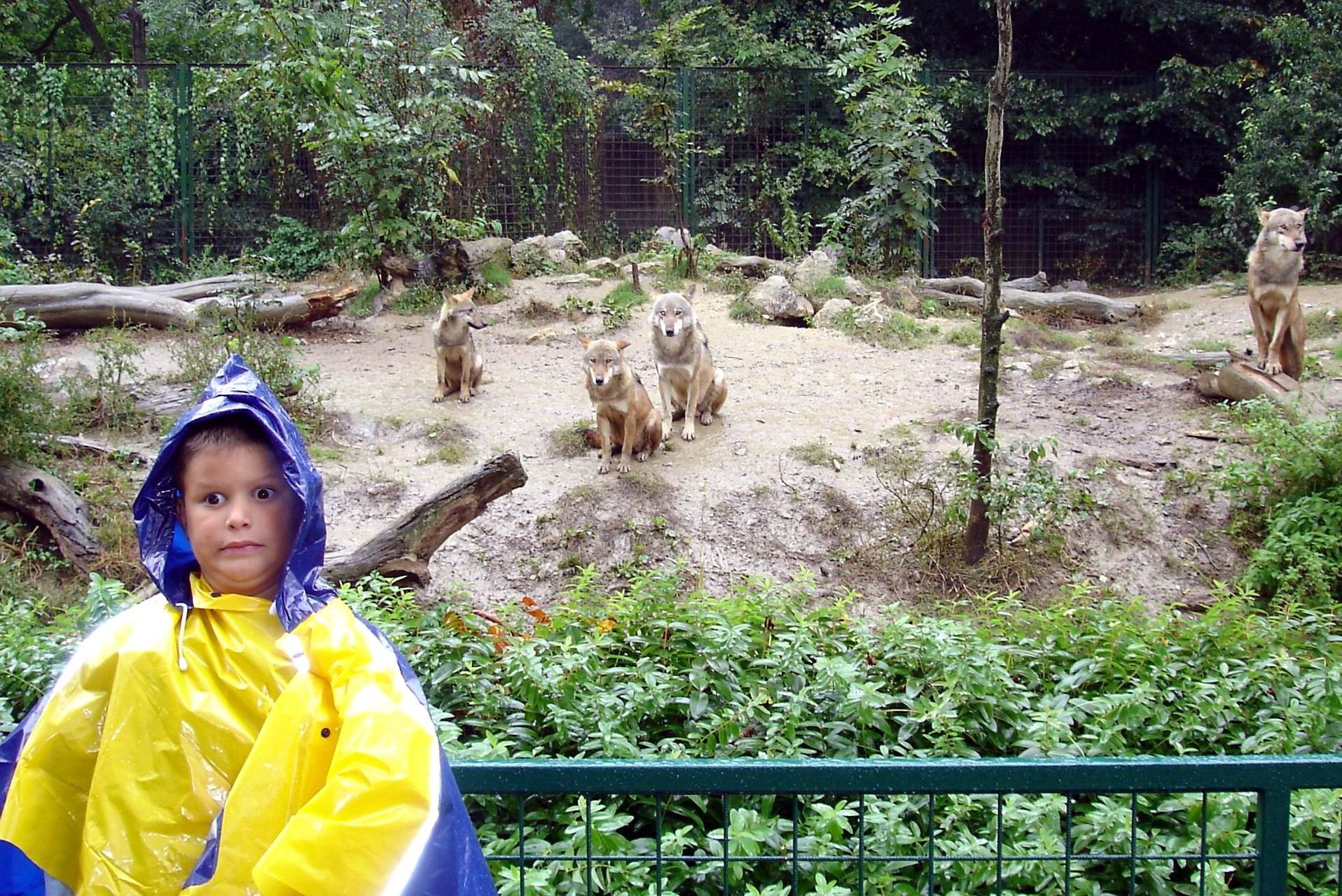 Tko se boji vuka još