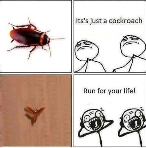 Damn they have wings