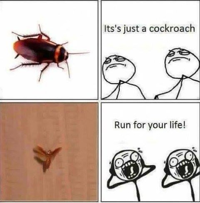 Damn they have wings