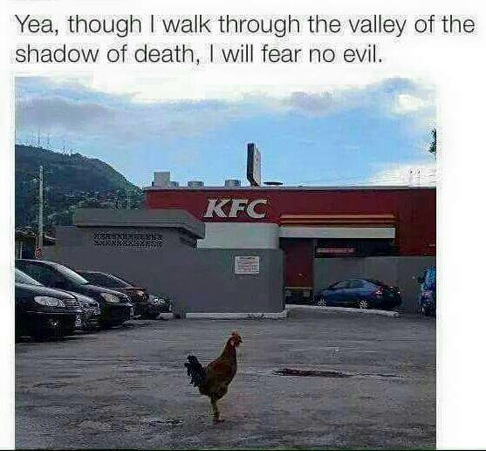 Brave little guy
