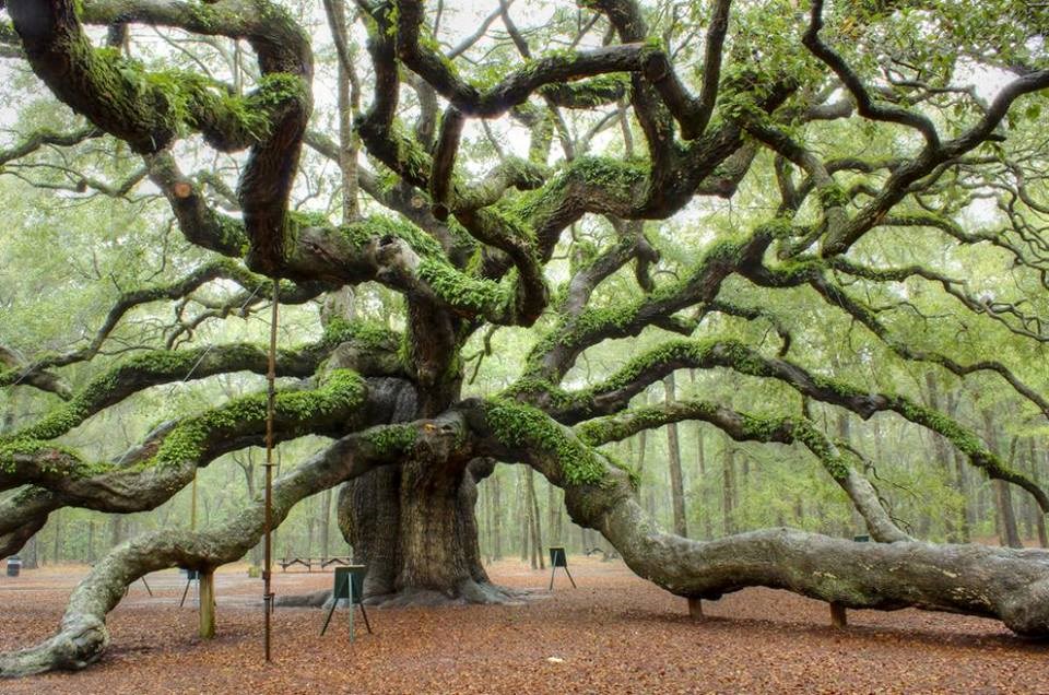 Angel Oak Charleston, South Carolina