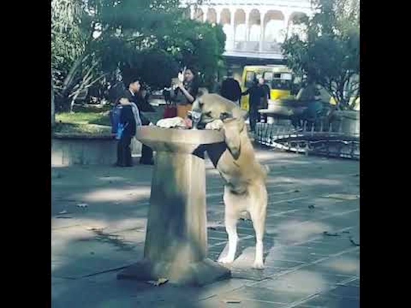 Ovako se snalazi pametni pas