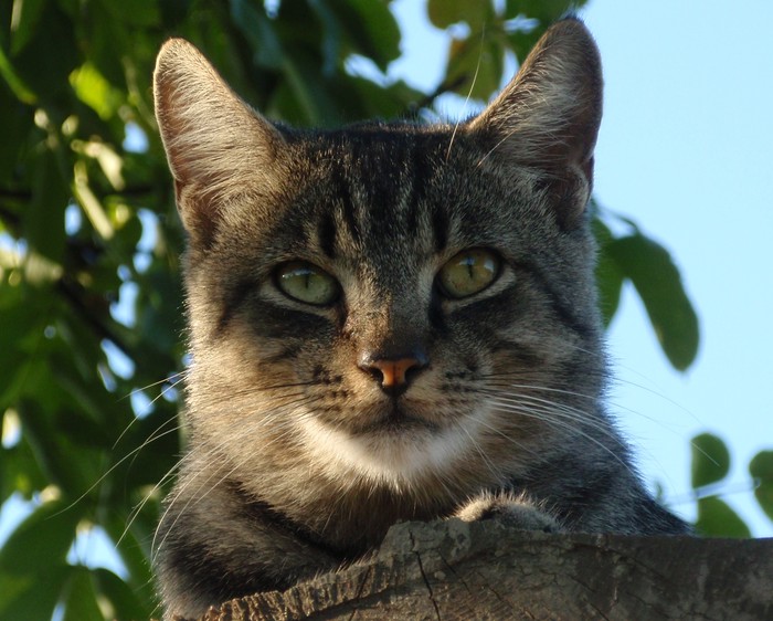 Ceki