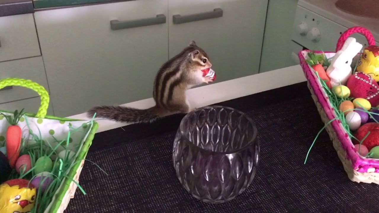 Taking chocolate egg away from Charlie