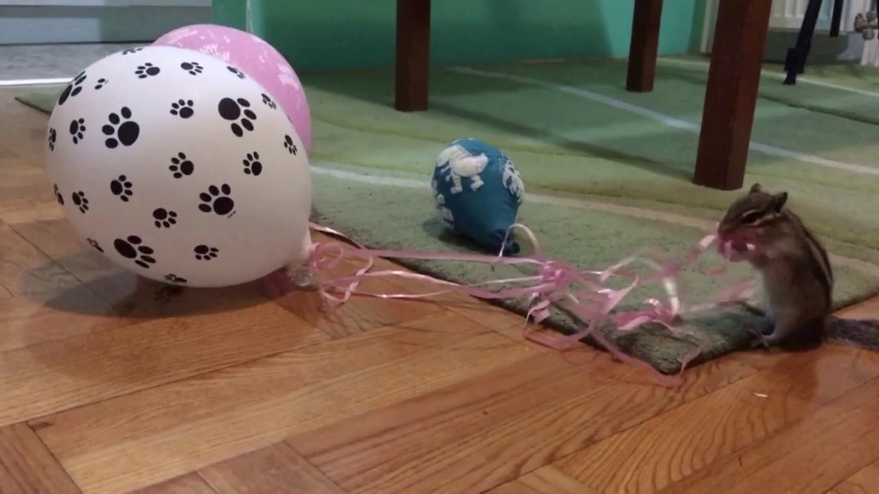 Chipmunk Charlie Playing With Ribbons