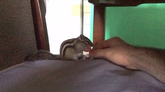 Give me back my egg