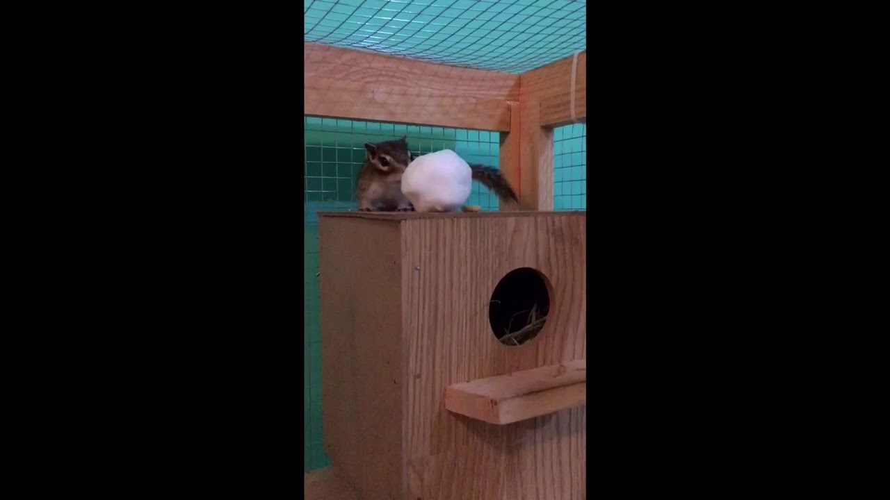 Chipmunk and Snowball