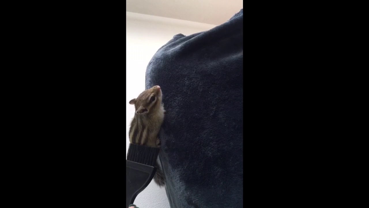 Charlie Enjoys Petting