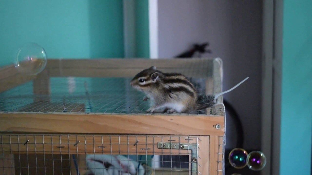 Chipmunk And Bubbles