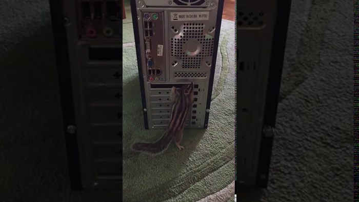 How to fix computer? My funny pet
