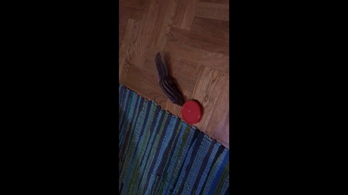 Funny pet