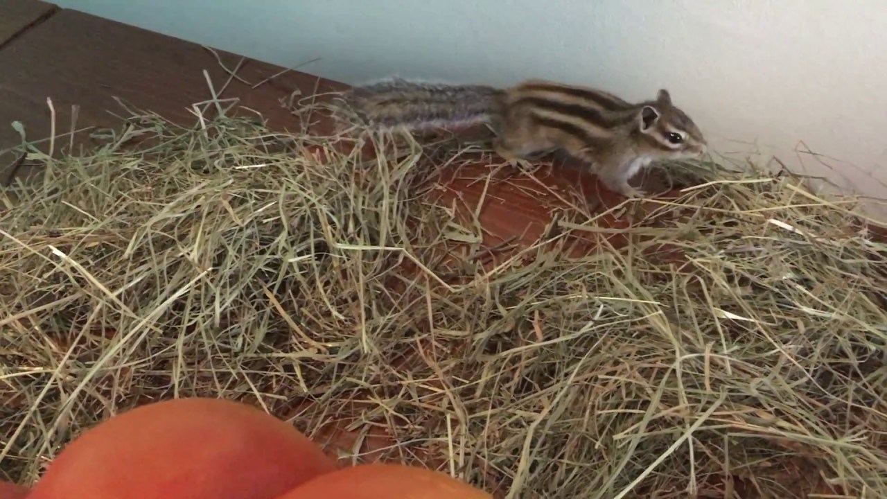 Funny Chipmunk