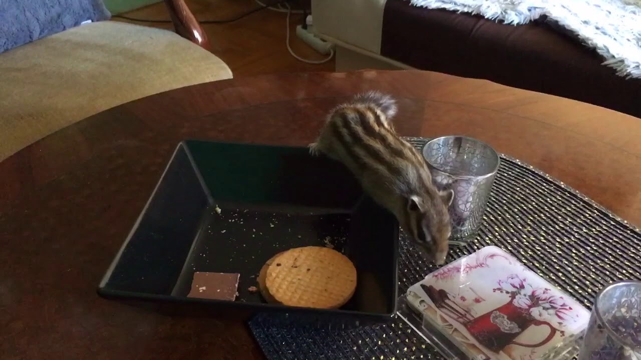 Funny pet - Charlie eating cookies