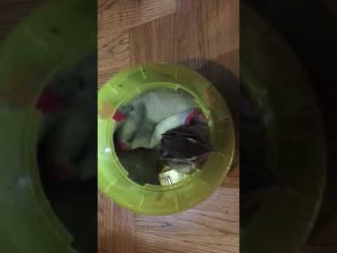 My pet in a hamster ball