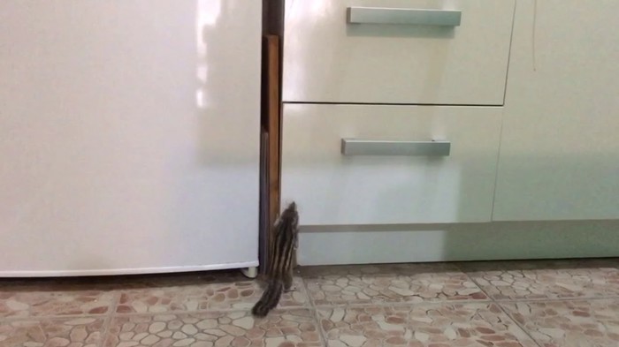 Funny Pet Charlie
