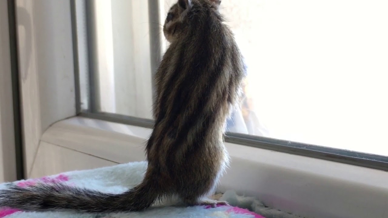 Funny Pet Chipmunk