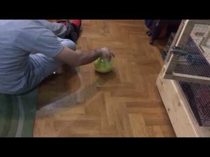Playing with my pet