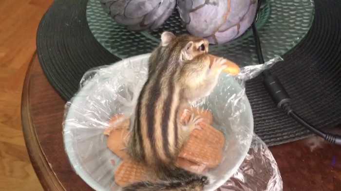Chipmunk Charlie Caught In Stealing Cookie