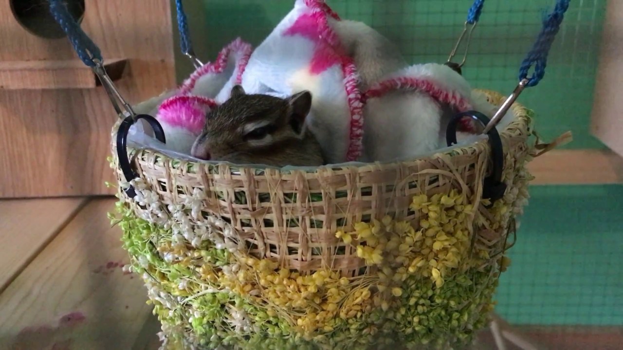 Adorable chipmunk - Sleeping Beauty