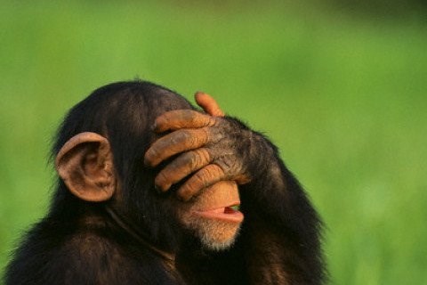 cimpanza104