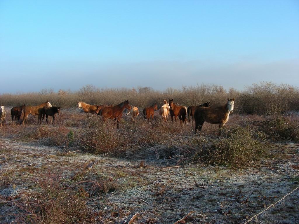 Bogme, jutros je stvarno stislo..  brrrrrr