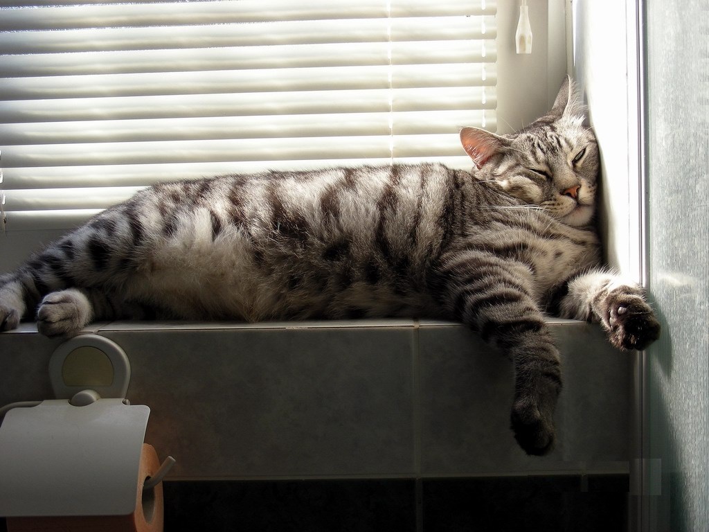 Ne brini stari, ja te čuvam pred miševima....