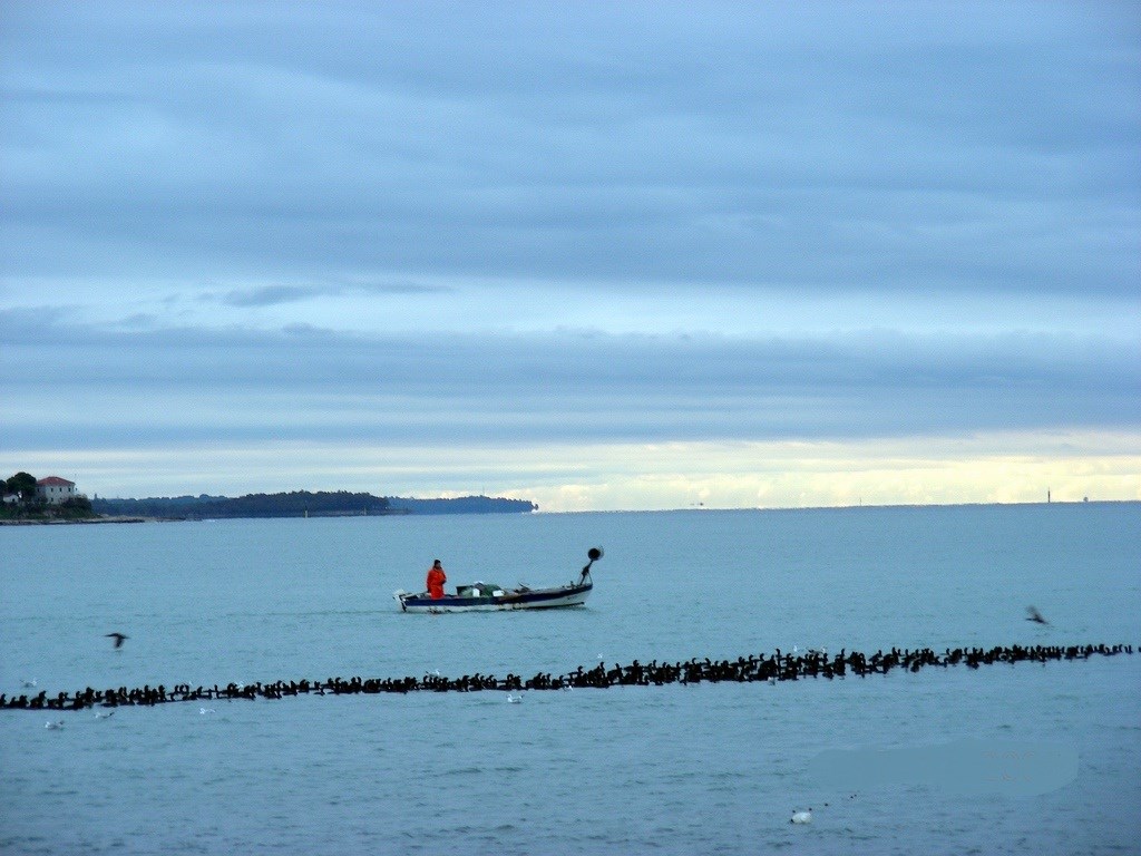 Ma ima ribe za sve nas...