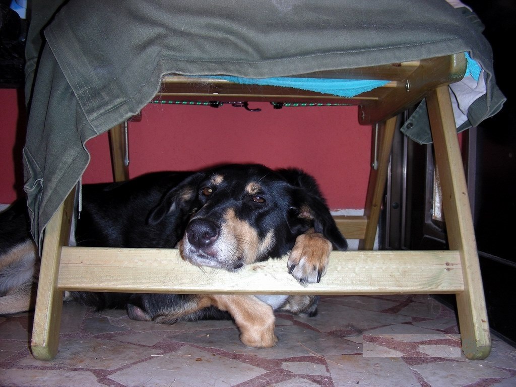 Psssst... ne smetaj....