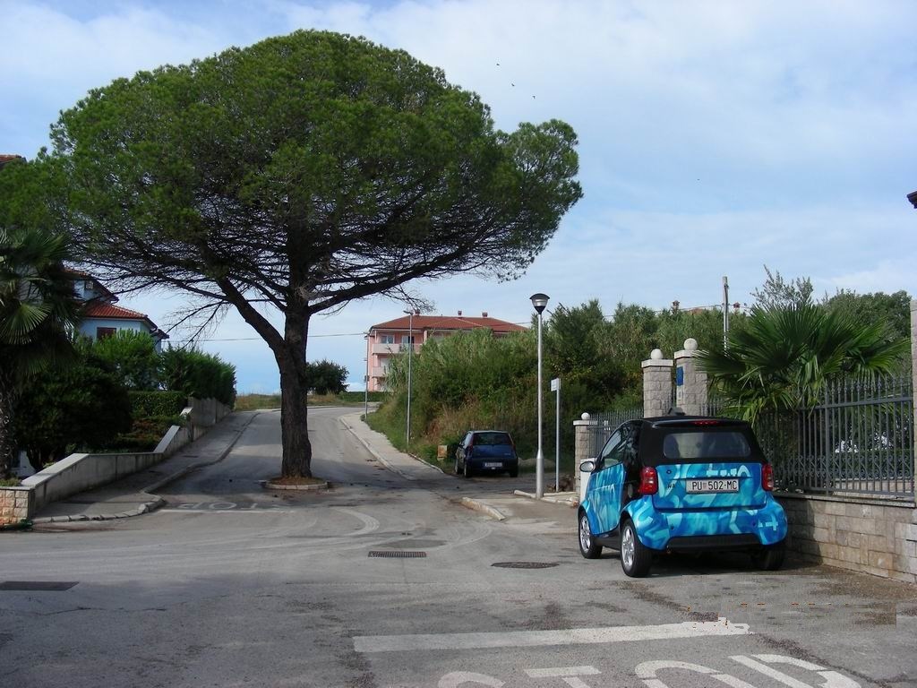 Bogme, jedva sam se provukao pored ovog stabla..