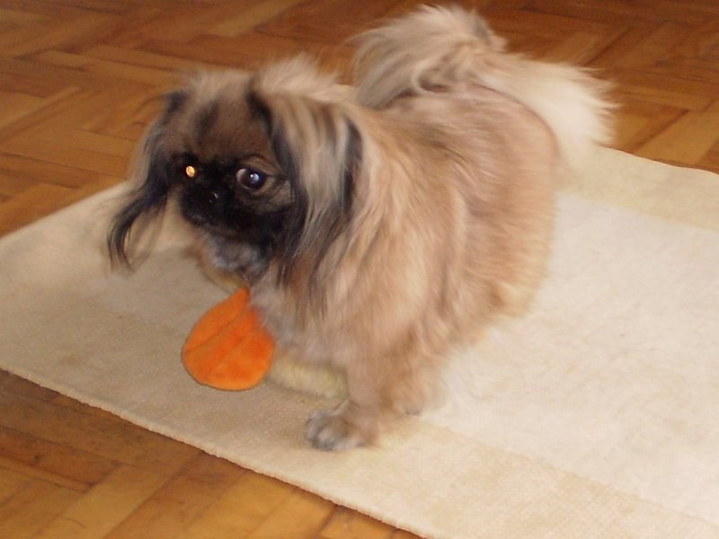 191769_1765948221336_3817918_o.jpgLUCY