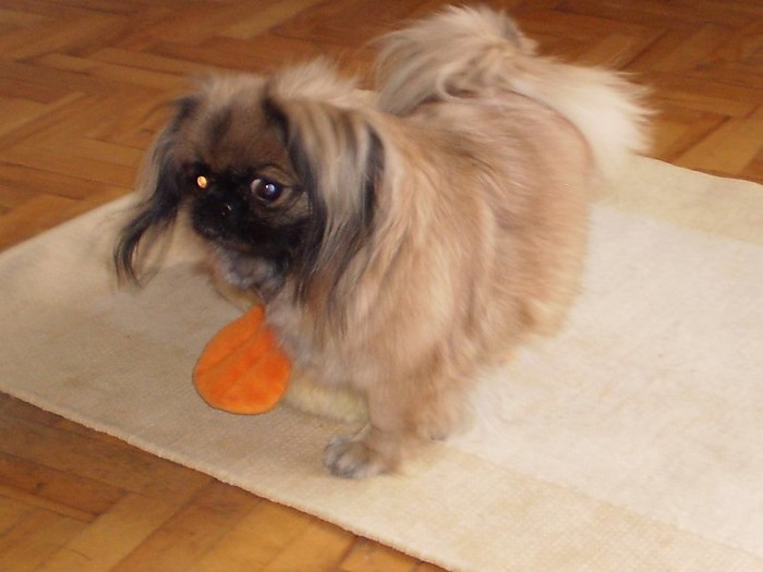 191769_1765948221336_3817918_o.jpgLUCY