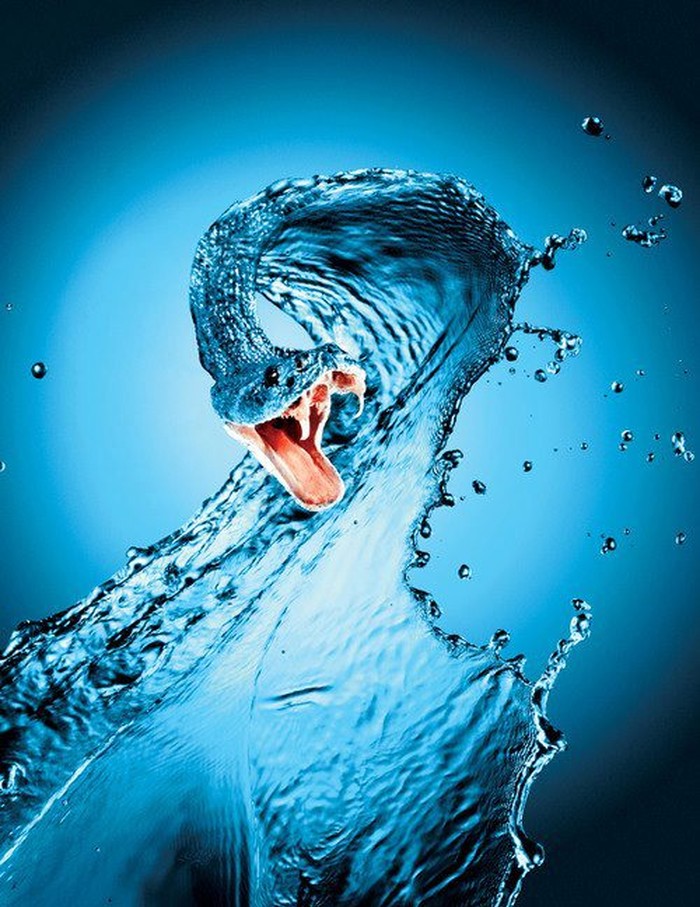Water Snake