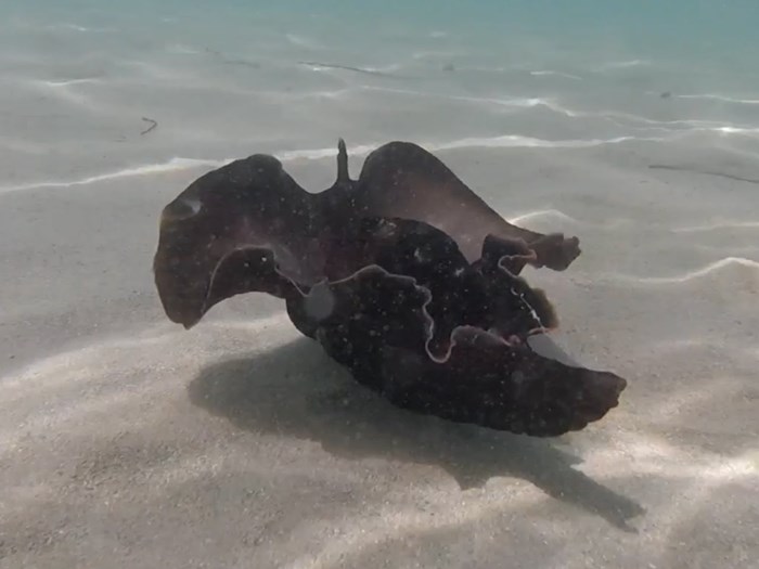 Sea Slug in Croatia - Meeresschnecke, Aplysia mit GoPro Session 4 gefilmt