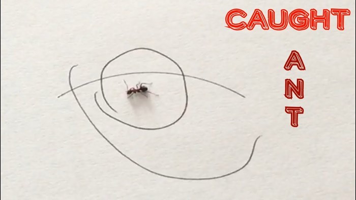 Mrav, uhvaćena u krugu penkala