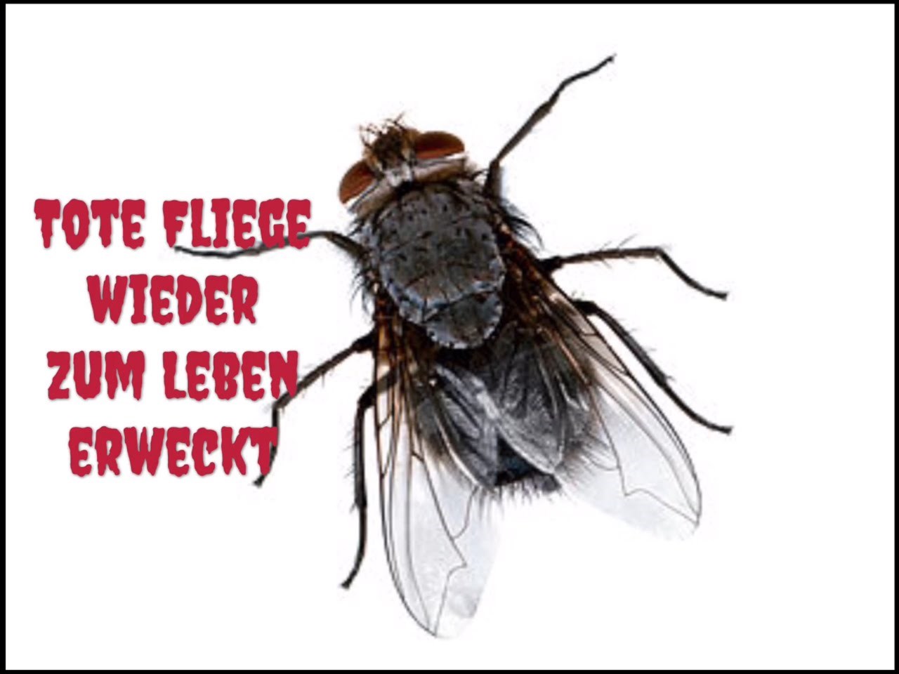 Eine tote Fliege wieder zum leben erwecken - A dead fly lives again