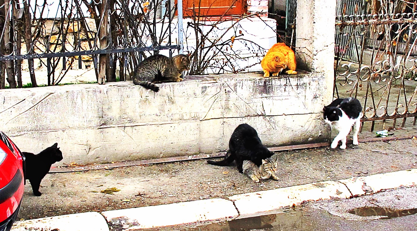 "50 nijansi mackasto sive"