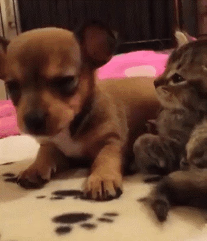 Preslatki prijatelji: Štene i maca zajedno zaspali