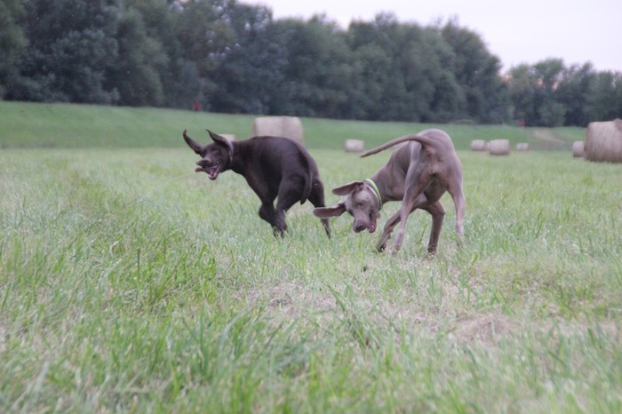 Luna i Piper.JPG